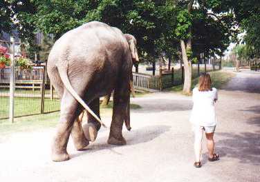 Leah strolling with Caesar the elephant